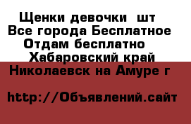 Щенки девочки 4шт - Все города Бесплатное » Отдам бесплатно   . Хабаровский край,Николаевск-на-Амуре г.